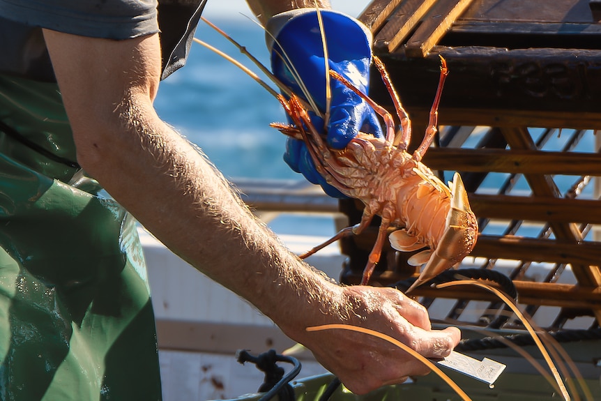 Hands holding a large crayfish.
