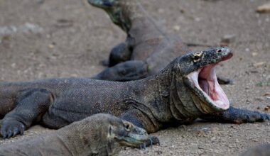 New Theory of Smallest Human: Not a Hunter, but Eater of Lizard Leftovers