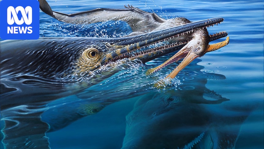 Fossilised remains of prehistoric predators unearthed in north-west Queensland