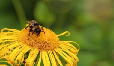 Bumblebees show emotions through facial expressions just like mammals | National News