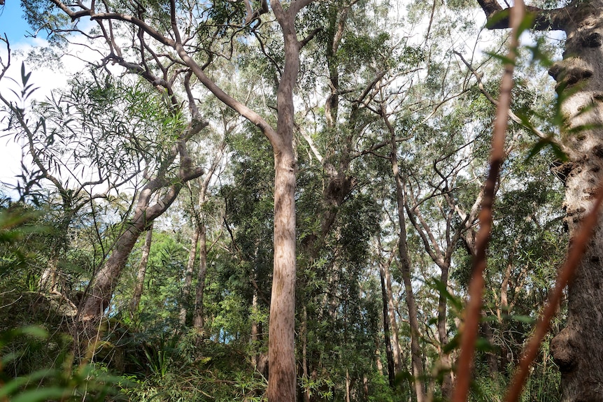 old tall trees in a forest
