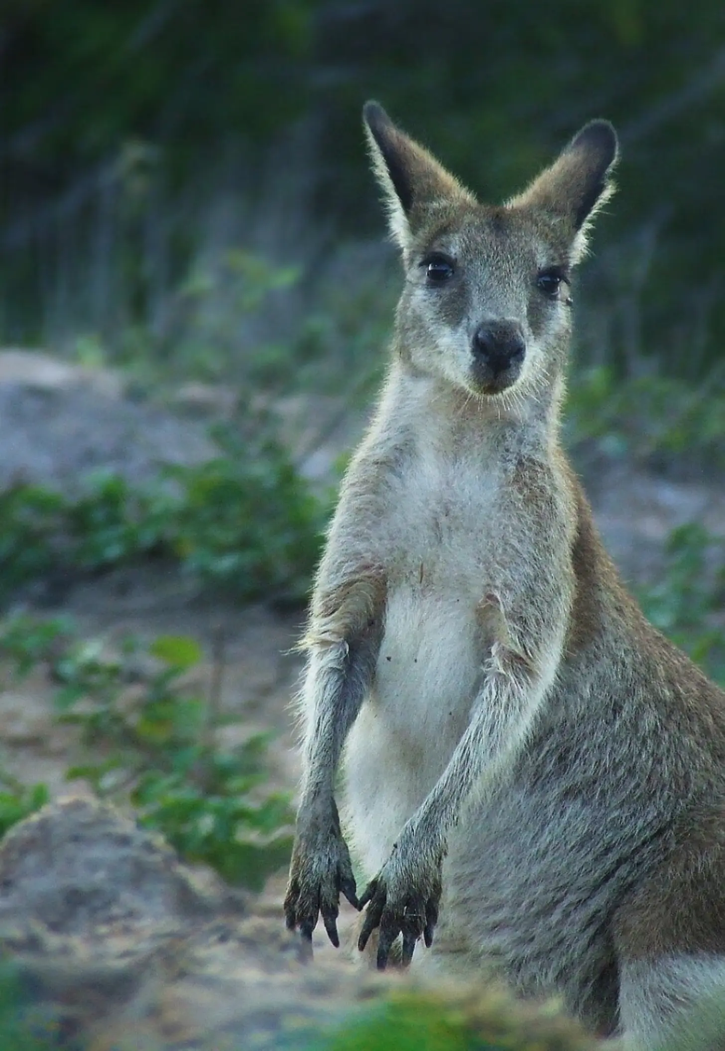 A kangaroo stands upright facing the camera with its front paws raised, against a blurred background of rocks and green vegetation.