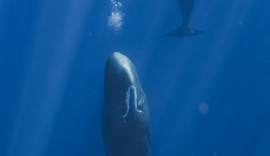 Why sperm whales blow bubbles while sleeping | National News