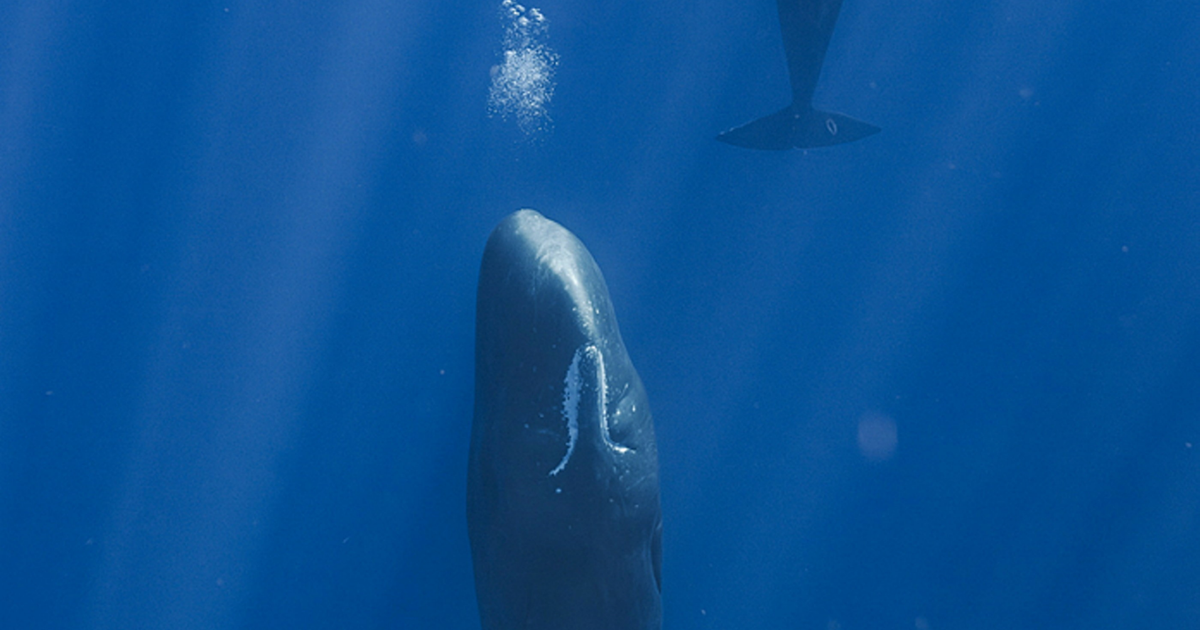 Why sperm whales blow bubbles while sleeping | National News