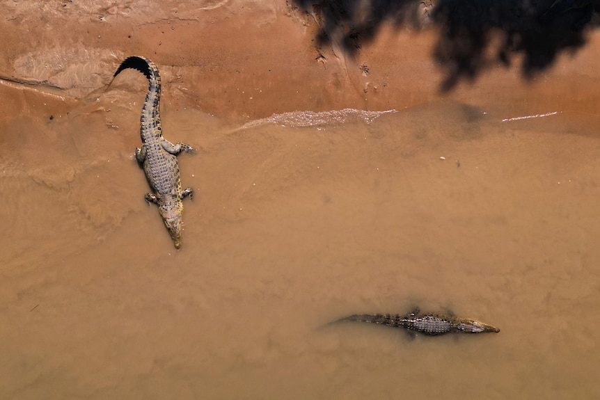 Aerial shot of crocodiles sitting along a brown sand edge, one floating in the water.