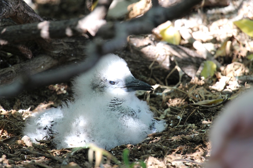 A white fluffy bird sitting in a nest on the ground.