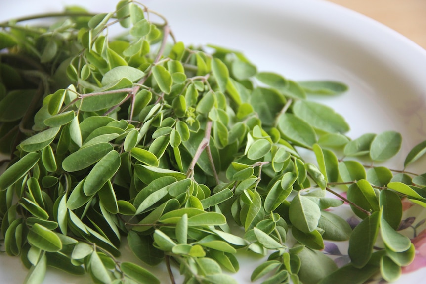 Green leaves on a white plate.