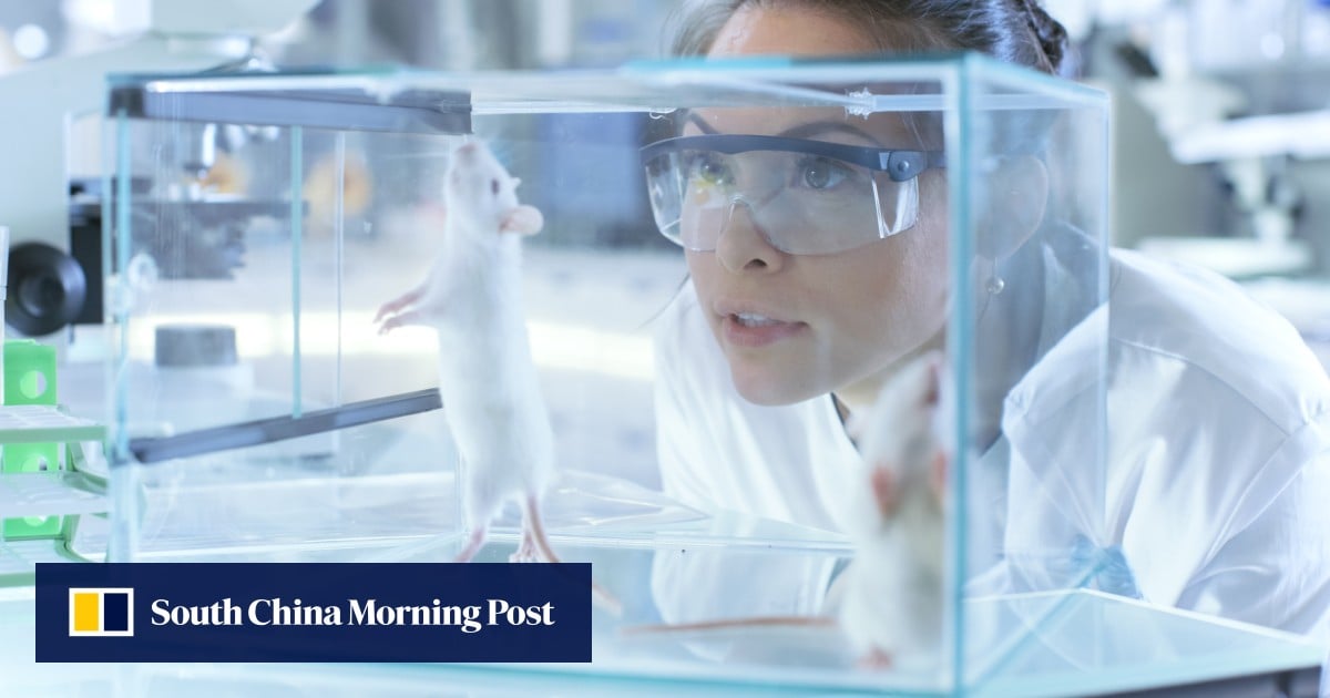 How electroacupuncture calms inflammation and the super microscope that showed it