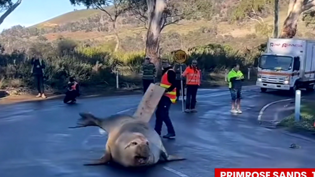 Neil the seal causes traffic chaos in Tasmania again