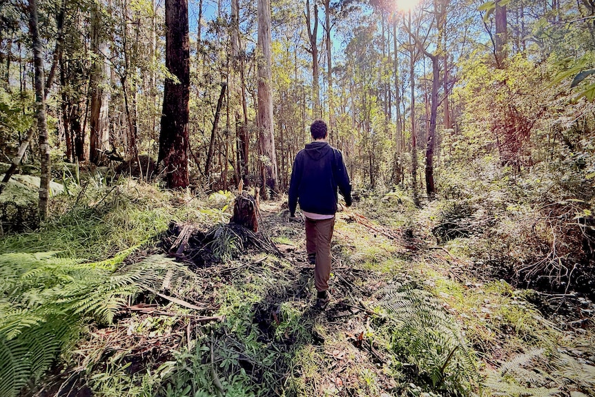 Image of a man in a dark shirt walking away from the camera into native bushland.