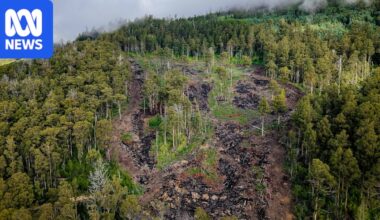 Forest Congress calls for end to old-growth logging in Tasmania but environmental groups want more