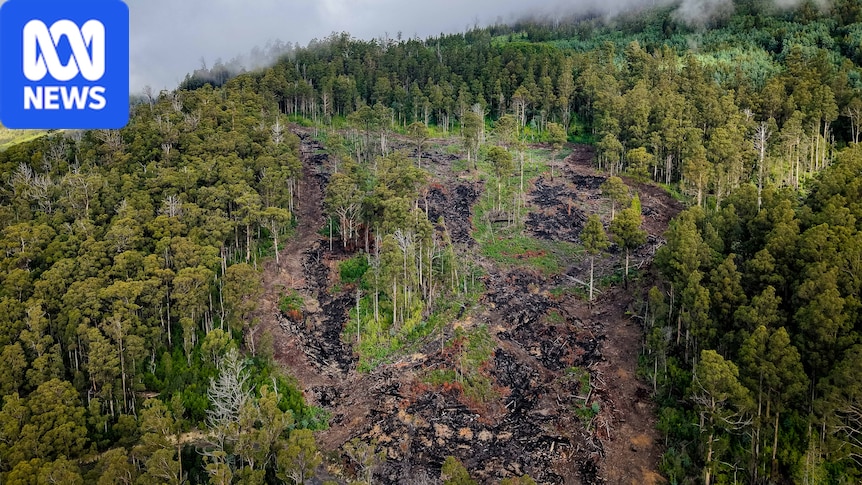 Forest Congress calls for end to old-growth logging in Tasmania but environmental groups want more