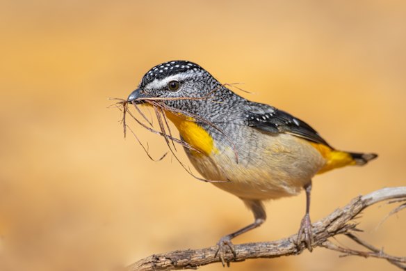 A pardalote on Kangaroo Island.