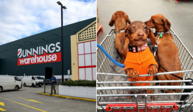 Should Bunnings ban dogs? Debate reignited after young girl attacked by rottweiler in Delacombe, Victoria