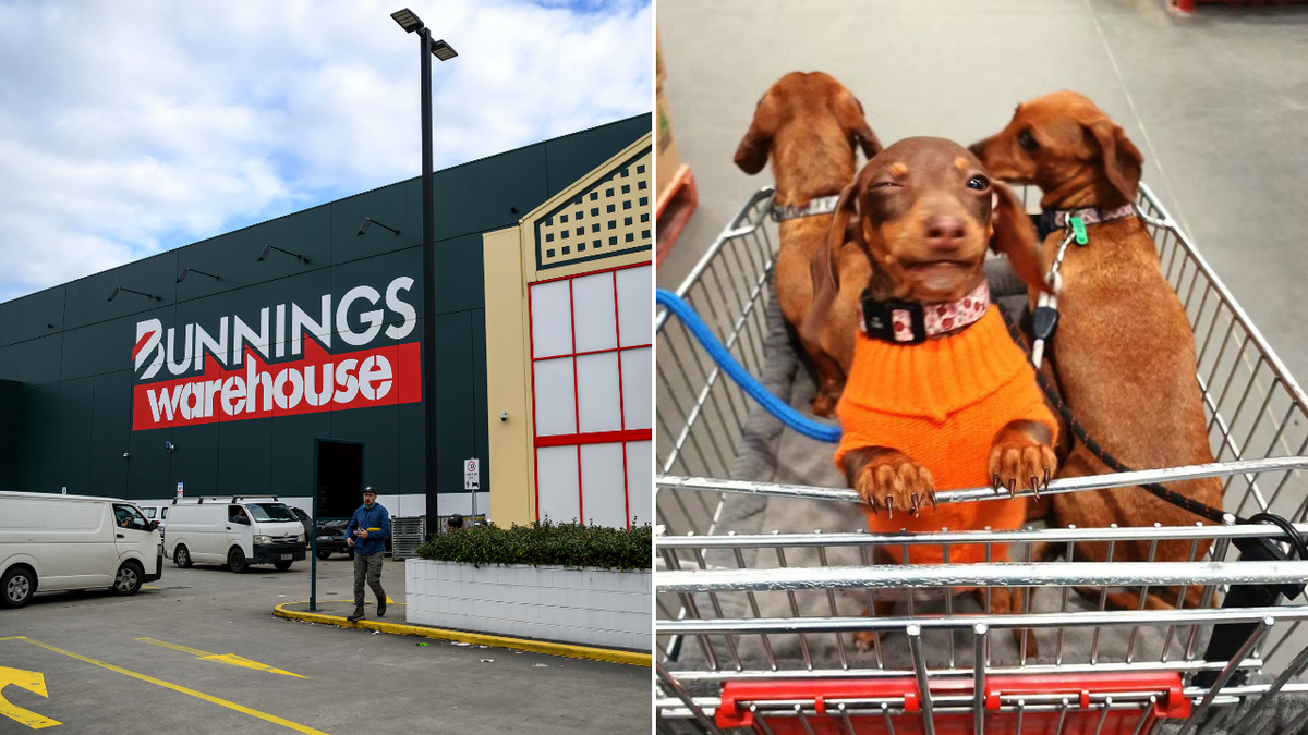 Should Bunnings ban dogs? Debate reignited after young girl attacked by rottweiler in Delacombe, Victoria
