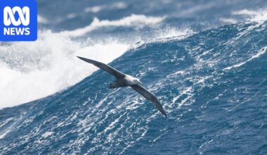 Hawks Nest petrel tests positive for H5 bird flu in NSW's second confirmed case