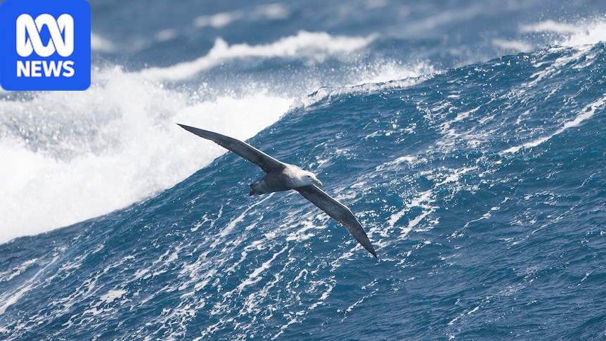 Hawks Nest petrel tests positive for H5 bird flu in NSW's second confirmed case