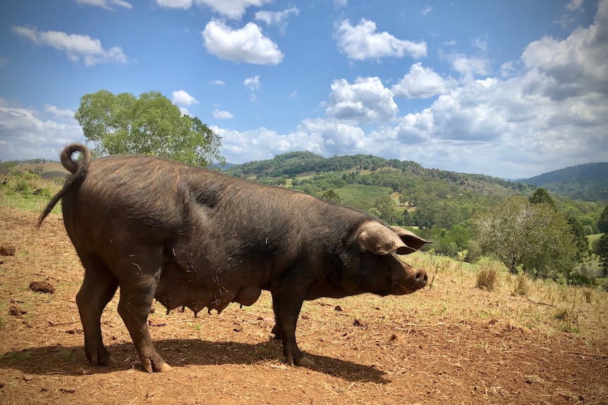 A female pig, called a sow, standing on a bare patch of dirt with rolling hills behind her.