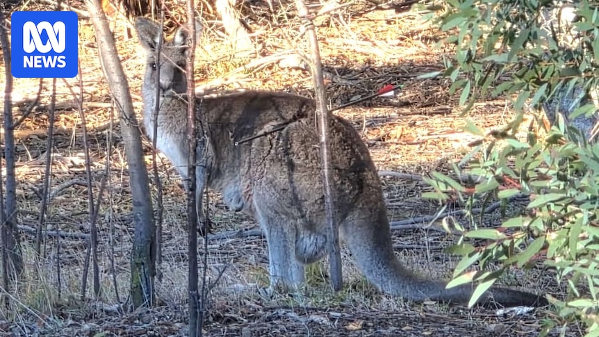 Kangaroo with joey shot with arrow at Lake Wallace