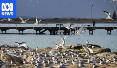 Seven new suspected cases of H5 bird flu detected in South Australia