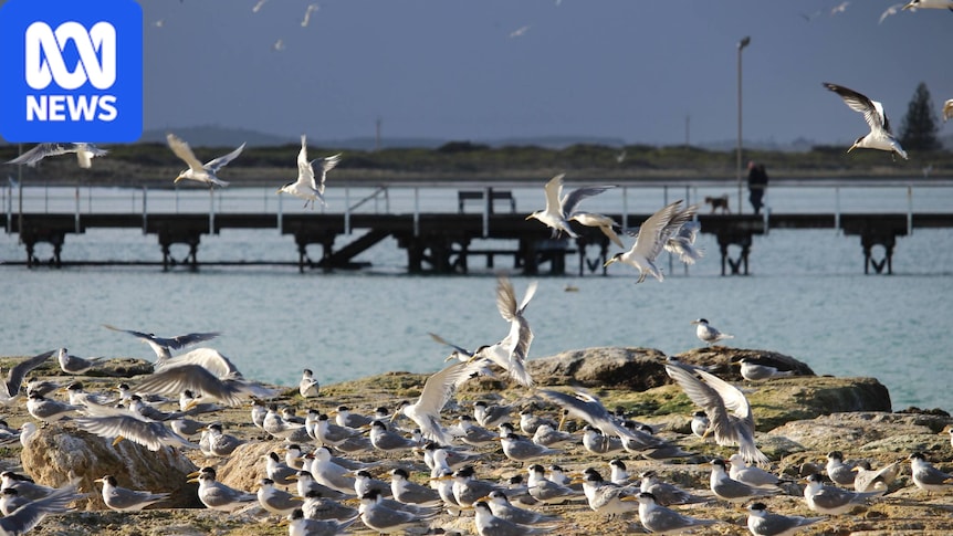 Seven new suspected cases of H5 bird flu detected in South Australia