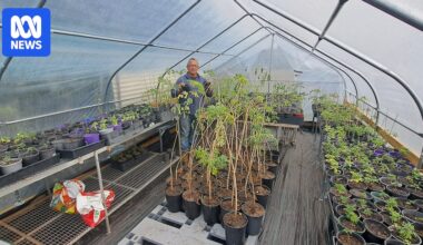 Moringa oleifera growers push to overturn ban on ancient 'superfood'