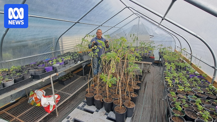 Moringa oleifera growers push to overturn ban on ancient 'superfood'