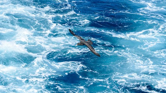 A Southern Giant Petrel.