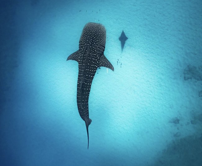 Swimming with whale sharks has jumped to the top of his must-do experiences.