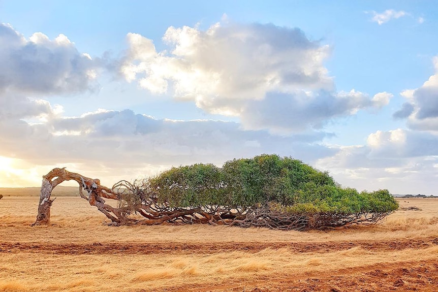 A bent tree continues to thrive after being blown over.