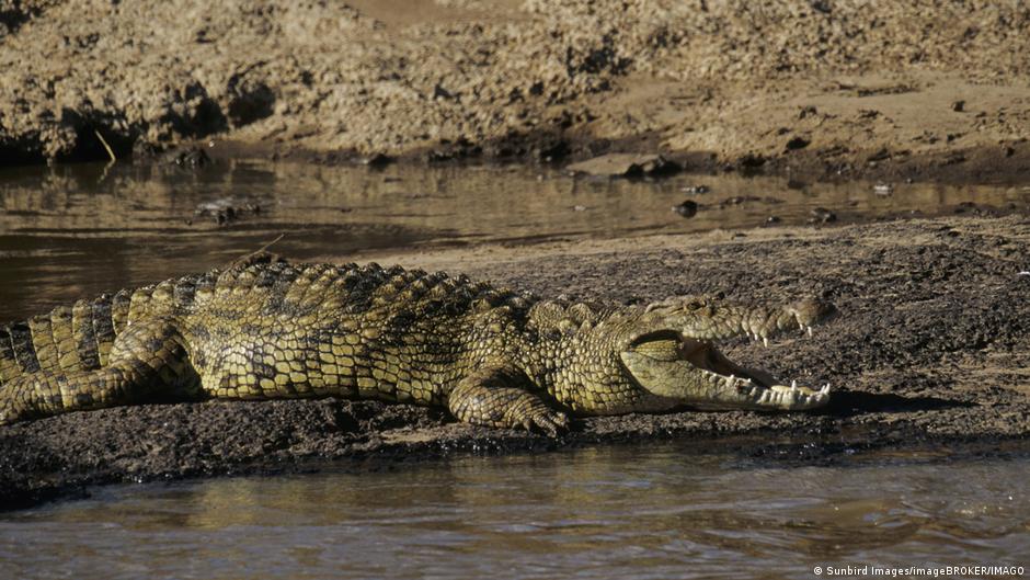 Israel clears way for crocodiles to stop prison breaks