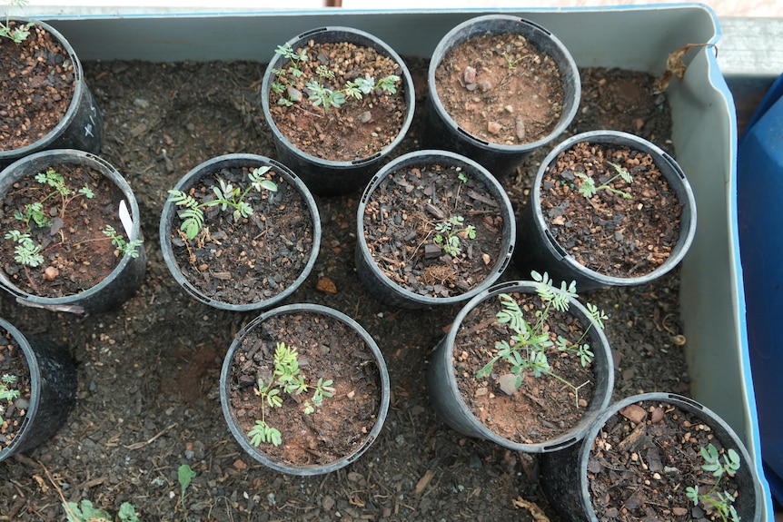 A close up aerial view looking at some young plants in pots in a tub.
