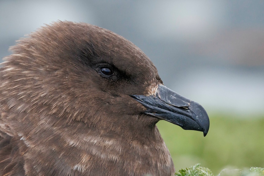 A portrait side-on view of a brown gull-like bird with a black beak.