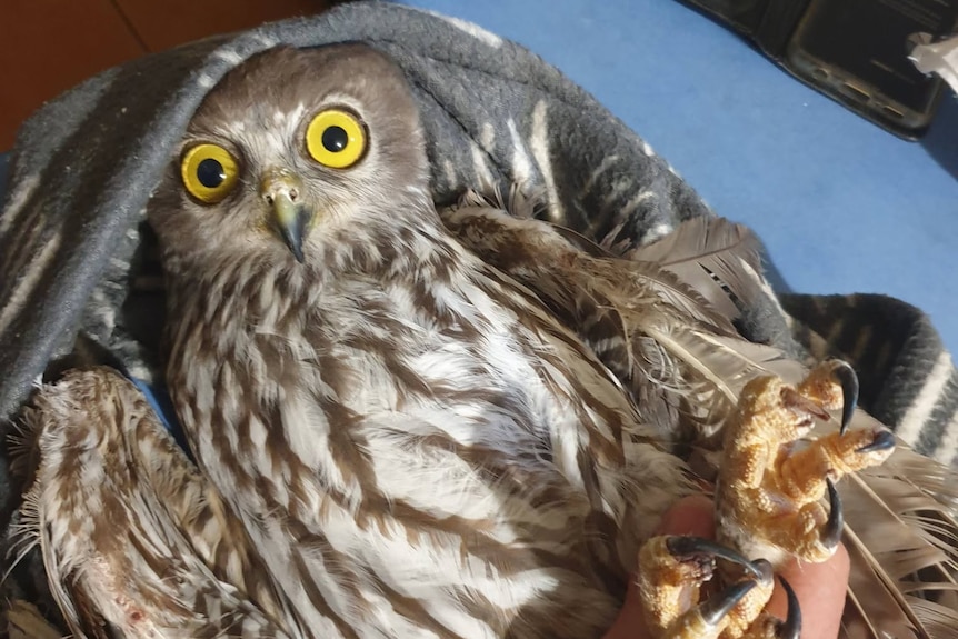 injured brown owl lying on a towel with large yellow eyes