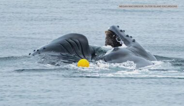 Humpback whale swims free after days-long entanglement in fishing gear