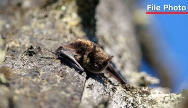 Canadian boy, 11, died from rabies after waking up with bat on his mouth