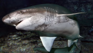 Diver attacked by 2m shark off coast of Tasmania