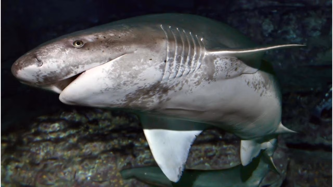Diver attacked by 2m shark off coast of Tasmania