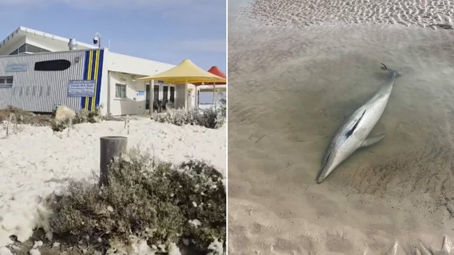 Seafoam and dead marine life has been a common sight across SA coastlines since March 2025