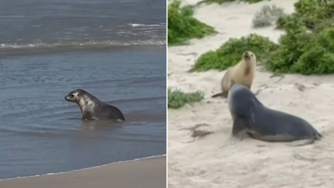 There are fears for the sea lion colony on Kangaroo Island after a bird in Seal Bay tested positive to bird flu.