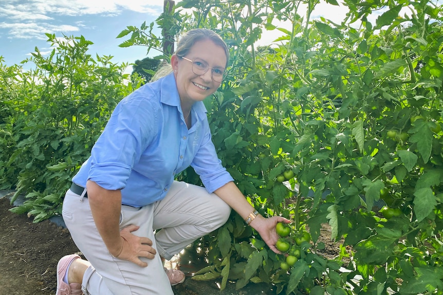 A woman kneeling beside tomatoes growing on a vine.