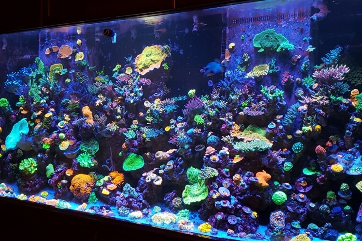 A fish tank with vibrant colourful coral under a UV lamp.