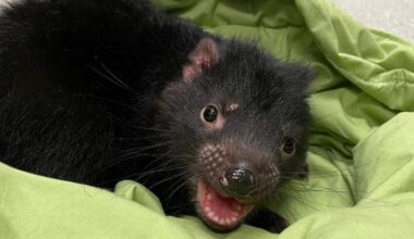 Tasmanian devils show signs of adapting to second contagious cancer