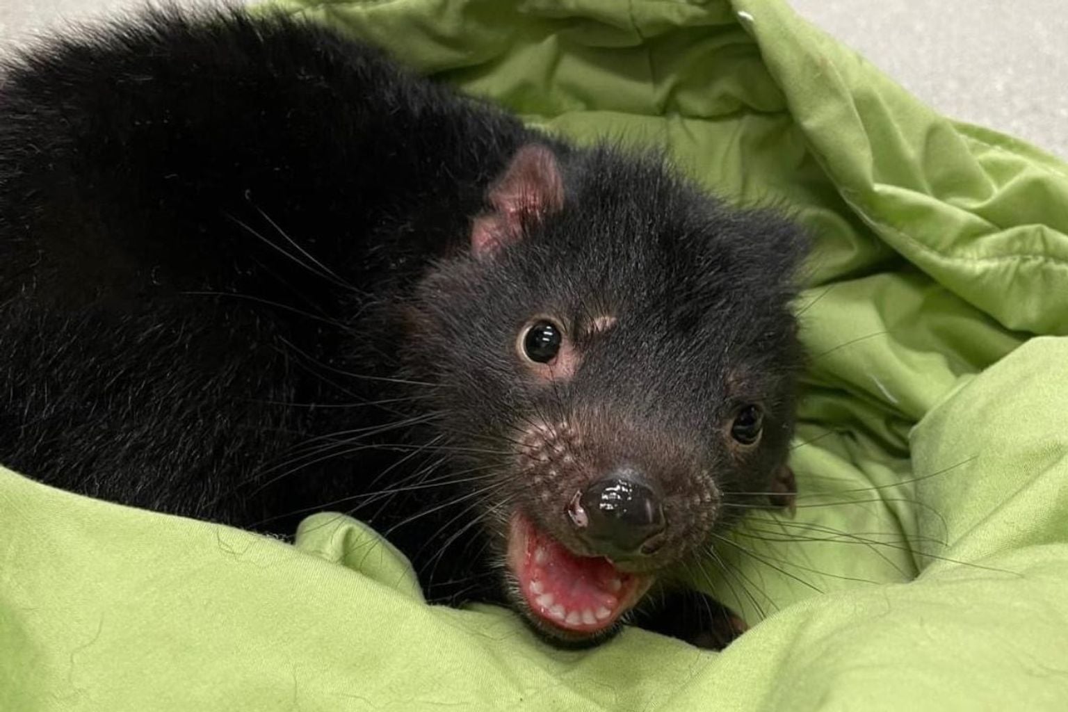 Tasmanian devils show signs of adapting to second contagious cancer