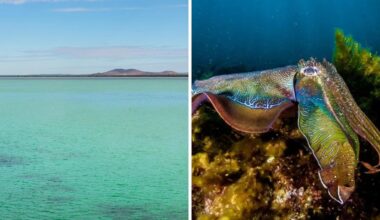 South Australia swim spot closed for 90 days as fisheries try to save cuttlefish