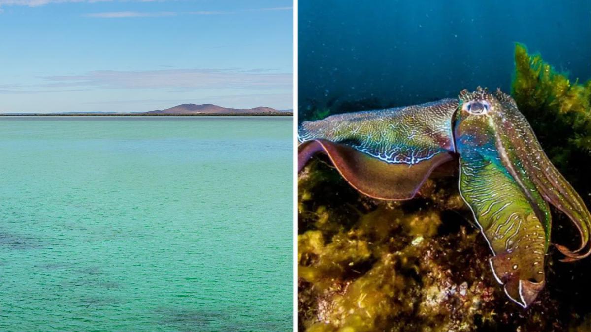 South Australia swim spot closed for 90 days as fisheries try to save cuttlefish