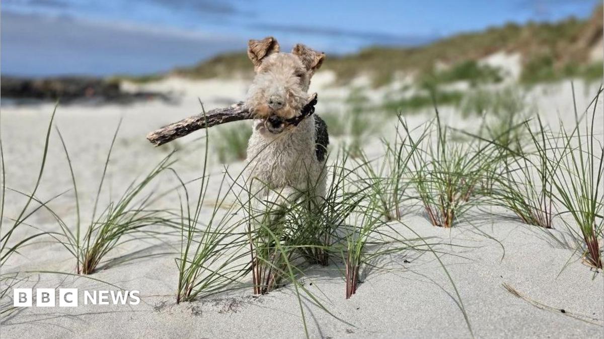 A wire fox terrier with a stick in his mouth stands on a sandy beach. He is surrounded by beachgrass.