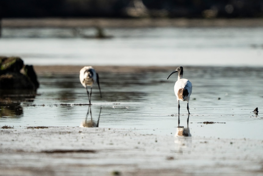 Birds in the Coorong