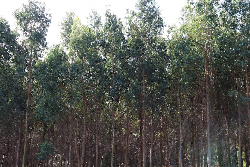 A dense blue gum timber plantation spindly trunks