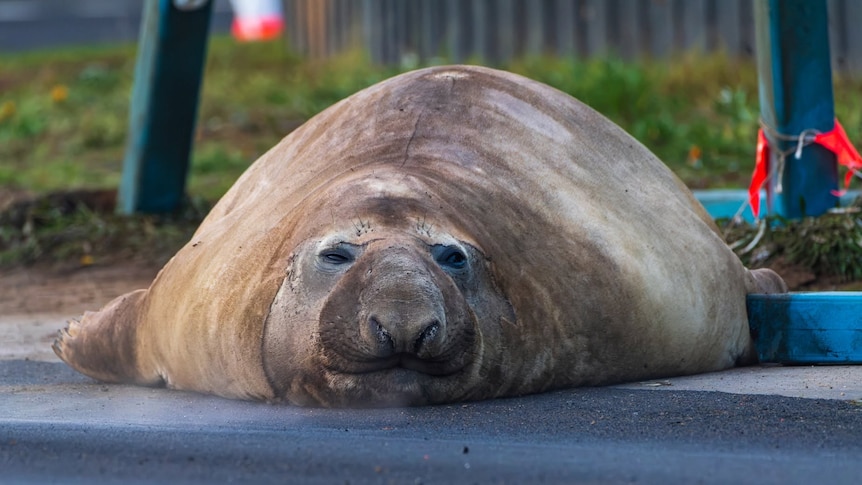 Elephant seal known as Neil the seal, laying flat, at Seven Mile beach in June 27, 2026.